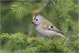 <p>KRÁLÍČEK OBECNÝ (Regulus regulus) /Goldcrest - Wintergoldhähnchen/</p>